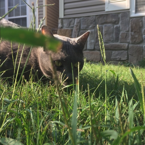 petloverb